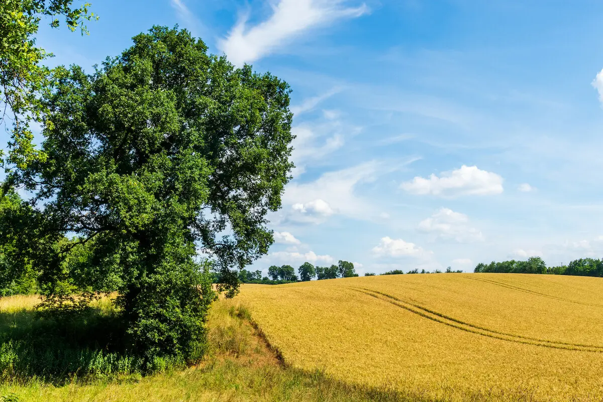 Ein Weizenfeld mit einem grünen Baum am linken Feldrand. Blauer Himmel im Hintergrund.